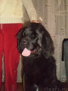 Превью фото № 127007