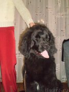 Превью фото № 127009