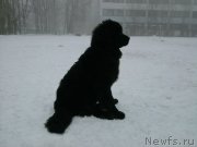 Превью фото № 127023