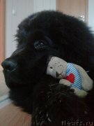 Превью фото № 127025