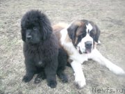 Превью фото № 127027