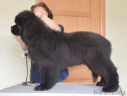 Превью фото № 127042