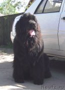 Превью фото № 127045