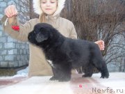 Превью фото № 127051