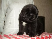 Превью фото № 127054