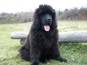 Превью фото № 127057