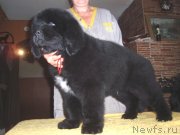 Превью фото № 127063