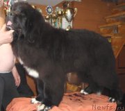 Превью фото № 127122