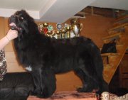 Превью фото № 127125