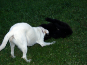 Превью фото № 127146