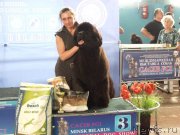 Превью фото № 127211