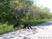 Превью фото № 127346