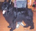 Превью фото № 1274