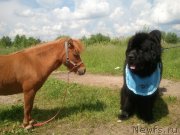 Превью фото № 127477