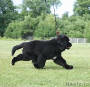 Превью фото № 127492