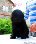 Превью фото № 127503