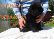 Превью фото № 127508