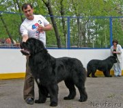 Превью фото № 127529