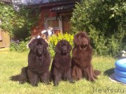 Превью фото № 127561