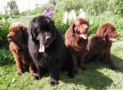 Превью фото № 127583