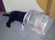 Превью фото № 127628