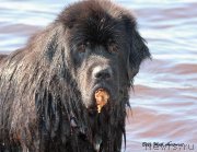 Превью фото № 127638