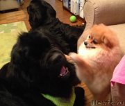 Превью фото № 127708