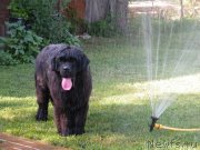 Превью фото № 127747