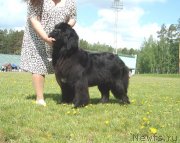 Превью фото № 127768