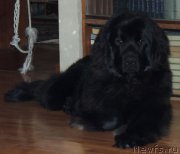 Превью фото № 127864