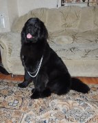 Превью фото № 127869