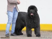 Превью фото № 127893