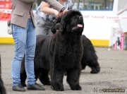 Превью фото № 127895