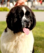 Превью фото № 127946