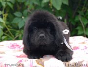 Превью фото № 127971