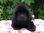 Превью фото № 127972