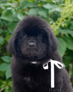 Превью фото № 127973