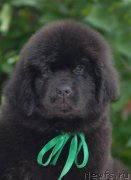 Превью фото № 127981