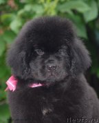 Превью фото № 127988