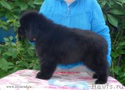 Превью фото № 127996