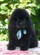 Превью фото № 127998