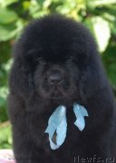 Превью фото № 128000