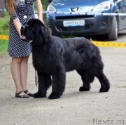 Превью фото № 128116