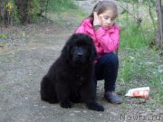 Превью фото № 128117