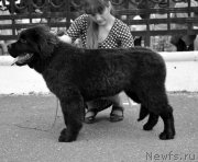 Превью фото № 128125