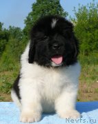 Превью фото № 128139