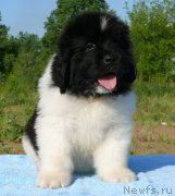 Превью фото № 128140