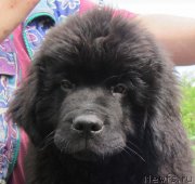 Превью фото № 128181