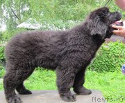 Превью фото № 128183