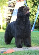 Превью фото № 128338